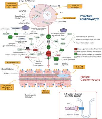 Using human induced pluripotent stem cell-derived cardiomyocytes to understand the mechanisms driving cardiomyocyte maturation